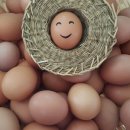 알찬유정란농장 이미지