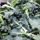 김미희농장 이미지