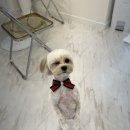 강아지 미용실 이미지
