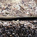 칠성장어 이미지