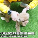 옐레드 애견유치원&애견호텔 부산용호점 이미지