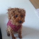 드로잉독 이미지