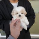 구미강아지 무료분양 퍼피이벤트 | 포항강아지분양 알아보다 선택한 대구강아지분양 홍스퍼피 실제 방문후기와 솔직한 느낀점 🐶💛