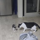 고양이 합사 첫날 | 6살 연두와 2개월 아깽이 커피의 첫 만남 후기