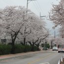 정읍천변의 벚꽃터널은 올해도 어김없이 이미지