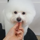 빠박이 애견미용 이미지