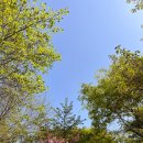 서울 성동구 성수 놀거리 겹벚꽃 만개 피크닉 돗자리 대여 캠핑 편의점 플리마켓 꿀팁 [2024 서울숲...