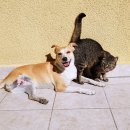 물빛동물병원 이미지