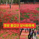 #제274회차 전남 영광 (불갑사 쌍사화) 이미지