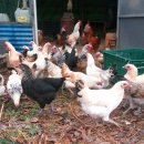 홍보농장 이미지