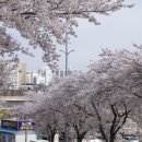 남대천강릉교밑 이미지