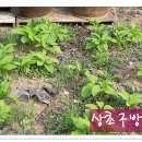 방골농장 Daum카페