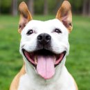 [1급과정] 반려동물관리사 1급 이미지