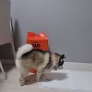 190 | 강아지패드 소형 매트 스탠다드190 냄새없는 솔직 후기