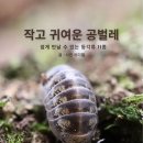 이디엘 네이버블로그