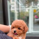 헬로 다키 이미지