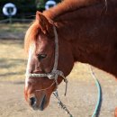 주홍목장 이미지