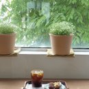 안성 시청 휘낭시에 맛집 신상 카페 ; 포도당