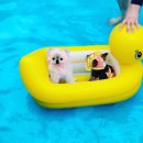 은봉애견 이미지