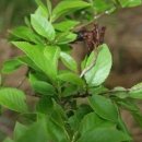 오리나무 이미지