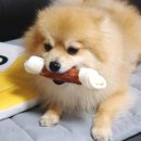 펫클럽 승기사거리점 네이버블로그