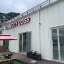 썸바디 독스 이미지