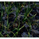 마늘의 효능 이미지