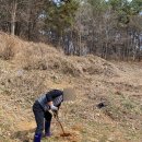 배롱나무길 | 시골 마당에 새 식구 심기: 대추나무 &amp; 배롱나무 식재