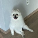 개이쁘개 이미지