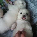 똥강아지 이미지