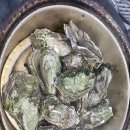 통영생굴멍게비빔밥 이미지