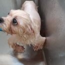 미용농장 이미지