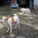 바둑이마을 이미지