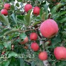 자운농장 이미지