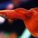 77수족관 이미지