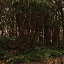 청수 곶자왈 이미지