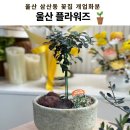 울산플라워즈 네이버블로그
