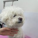 내동애견 이미지