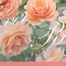 에버로즈 이미지