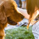 우리퍼피 이미지