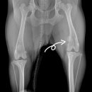 사과나무 한방재활 동물병원 이미지