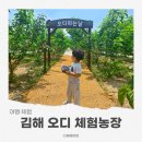 오디하우스 | 김해 오디따기체험 아이와 다녀온 김해오디농장 김해장유오디감귤체험농장