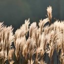 춤의정원 이미지