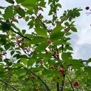 명지리앵두마을 이미지