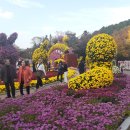 대구 수목원 국화 축제 이미지