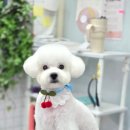 강실장펫살롱 | 강실장펫살롱/거제도애견미용실/거제고현동애견미용실/거제비숑미용전문/가위컷전문애견미용실/고현동4...