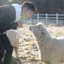 영민목장 이미지