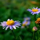 들꽃산장 이미지