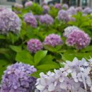 파주수국길 | 💜파주 수국길🪻💜 여름 감성 가득했던 수국 명소 후기🌸