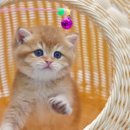 김포고양이분양 맘스캣 이미지